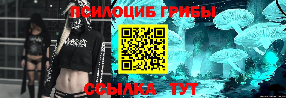 Галлюциногенные грибы Psilocybine cubensis Москва