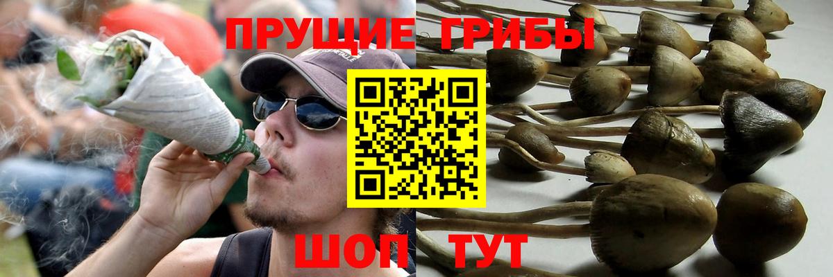 Москва  Псилоцибиновые грибы Psilocybine cubensis  Вход с VPN 